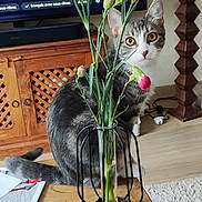Nala a rejoint le concours — aidez-le/la à gagner de superbes lots ! cat, cozy, curiosity, curious, decor, floor, flower, furniture, gray_cat, indoor, lamp, living_room, pet, pink_flower, plant, television, vase, white_cat, wooden_cabinet, wooden_table