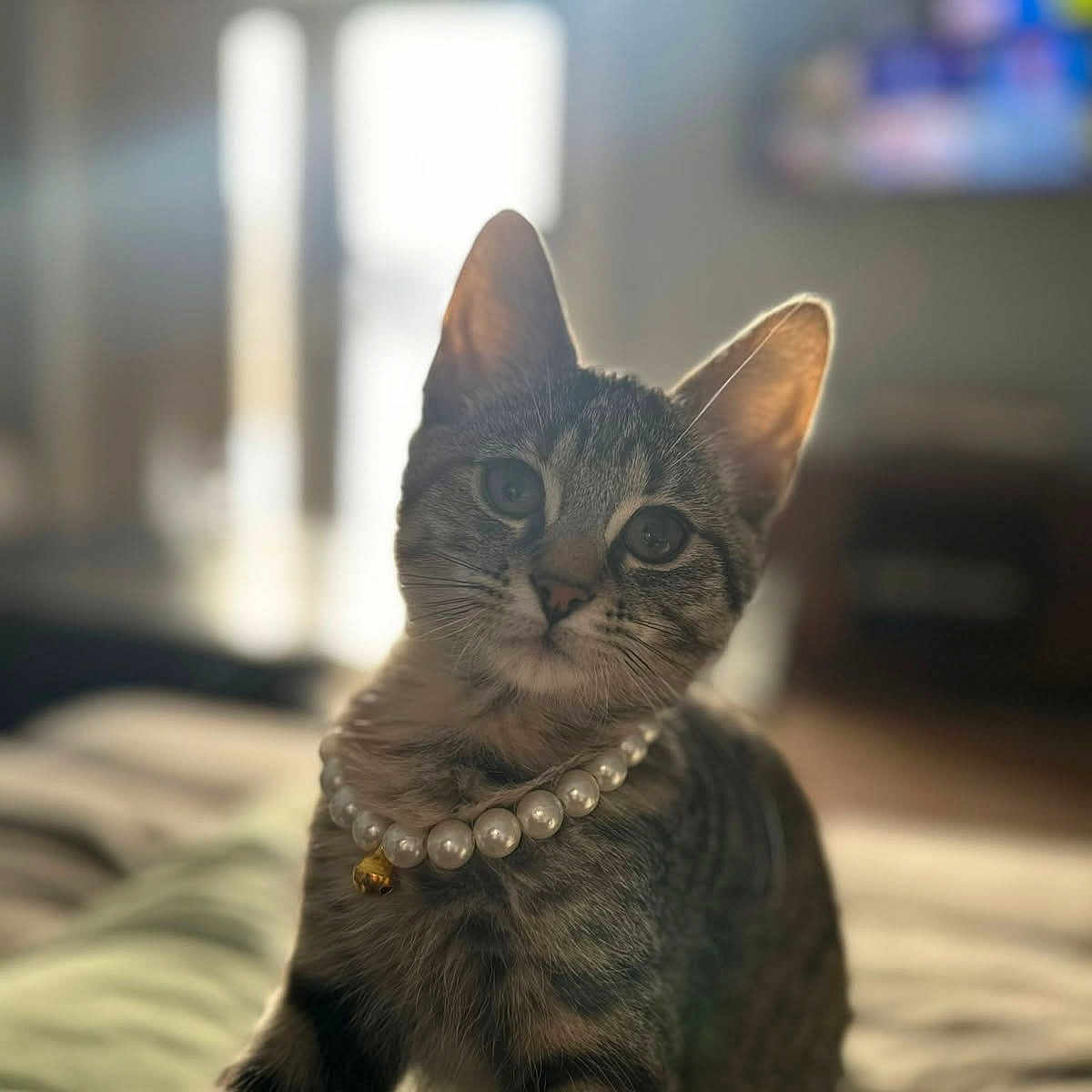 Lulu is registered to the contest to win money with this photo: animal, bell, cat, cozy, cute, domestic, ears, fur, furniture, indoor, kitten, mammal, pearl_necklace, pet, portrait, soft_focus, sunlight, tabby, whiskers, window