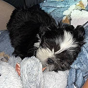 Rocky is registered to the contest to win money with this photo: adorable, animal, black_and_white, blanket, closeup, comfort, cozy, cute, dog, fur, indoor, pet, puppy, relaxed, resting, sleeping, small, snuggling, soft, stuffed_animal