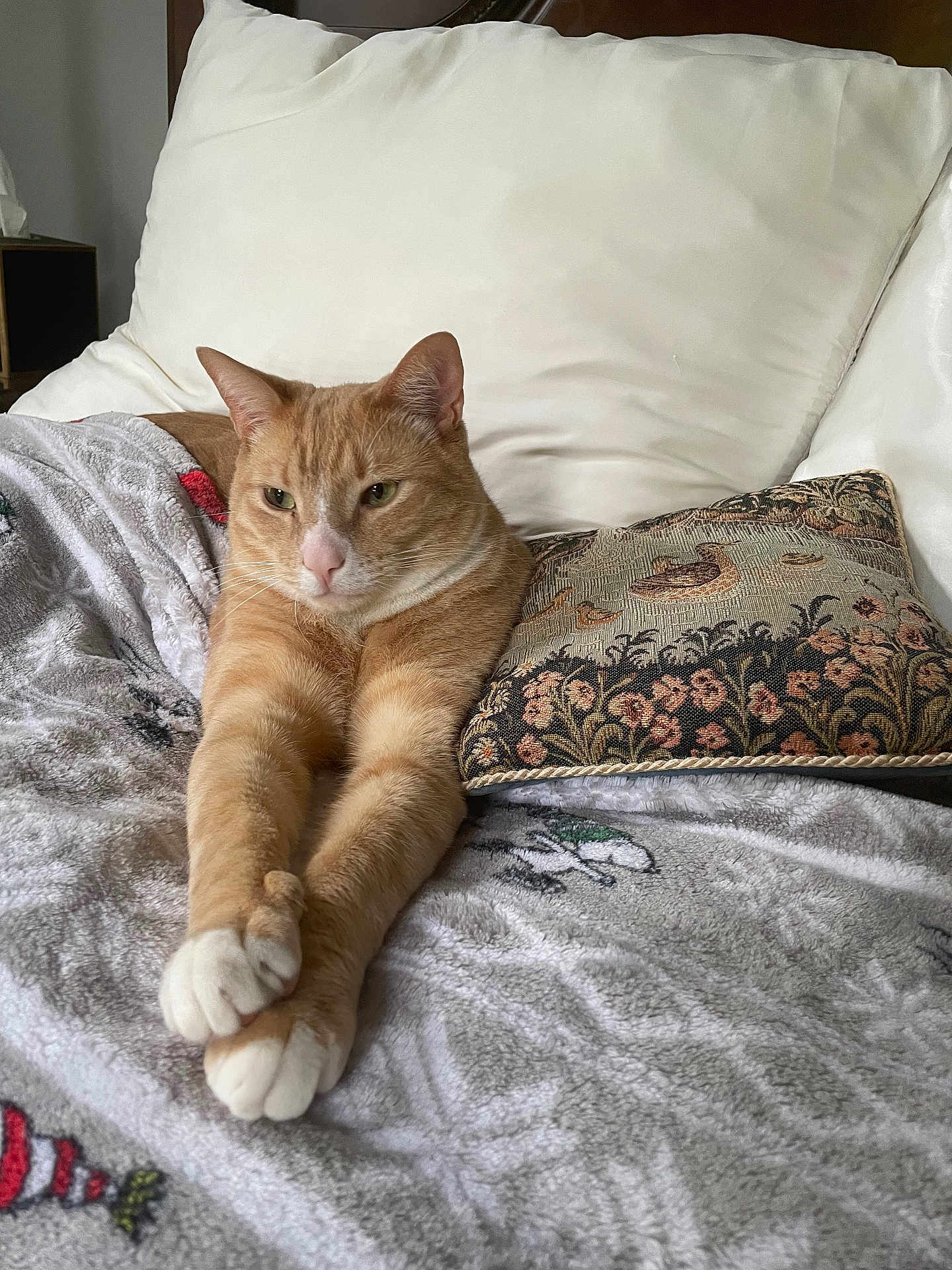 Blaze is registered to the contest to win money with this photo: cat, ginger_cat, paws, blanket, bed, pillow, cushion, indoor, relaxed, stretching, feline, pet, cozy, resting, fur, whiskers, ears, nose, animal, home