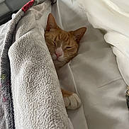 Blaze joined the competition — help win amazing prizes! bed, blanket, cat, comfortable, cozy, cute, domestic_animal, feline, fur, indoor, nap, orange_cat, paw, pet, relaxed, resting, sleeping, soft, warm, white_bed