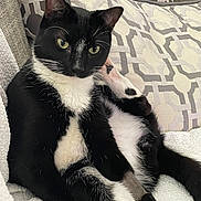 Sam is registered to the contest to win money with this photo: animal, black_and_white, blanket, cat, comfort, cozy, cute, domestic, ears, fur, furniture, home, indoor, pet, pillow, relaxed, resting, sitting, tuxedo_cat, whiskers