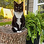 cat, black_and_white, tree_stump, outdoor, greenery, plants, ferns, backyard, sunlight, fence, house, window, nature, pet, animal, sitting, close_up, portrait, whiskers, curious