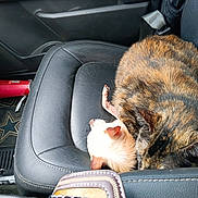 Gypsy Rose joined the competition — help win amazing prizes! cat, tortoiseshell_cat, cream_cat, car_seat, leather_seat, car_interior, seatbelt, floor_mat, trash, cup, pet, sleeping, curled_up, animal, cozy, resting, vehicle, side_door, black_leather, feline