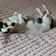 Tao participe au concours pour gagner de l'argent avec cette photo : dog, pet, lying_down, relaxed, small_dog, bed, blanket, indoor, fur, white, black, tan, paw, ears, cute, animal, resting, cozy, texture, sleepy