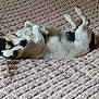 dog, pet, lying_down, relaxed, small_dog, bed, blanket, indoor, fur, white, black, tan, paw, ears, cute, animal, resting, cozy, texture, sleepy