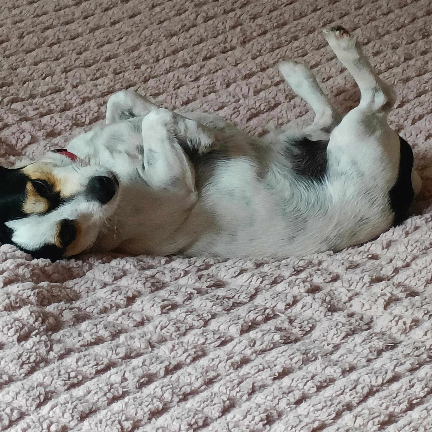 Tao participe au concours pour gagner de l'argent avec cette photo : animal, bed, black, blanket, cozy, cute, dog, ears, fur, indoor, lying_down, paw, pet, relaxed, resting, sleepy, small_dog, tan, texture, white
