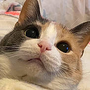 Chelsea joined the competition — help win amazing prizes! cat, close_up, pet, animal, fur, whiskers, pink_nose, ears, eyes, indoor, cute, mammal, domestic_animal, feline, face, portrait, curious, soft, bed, blanket