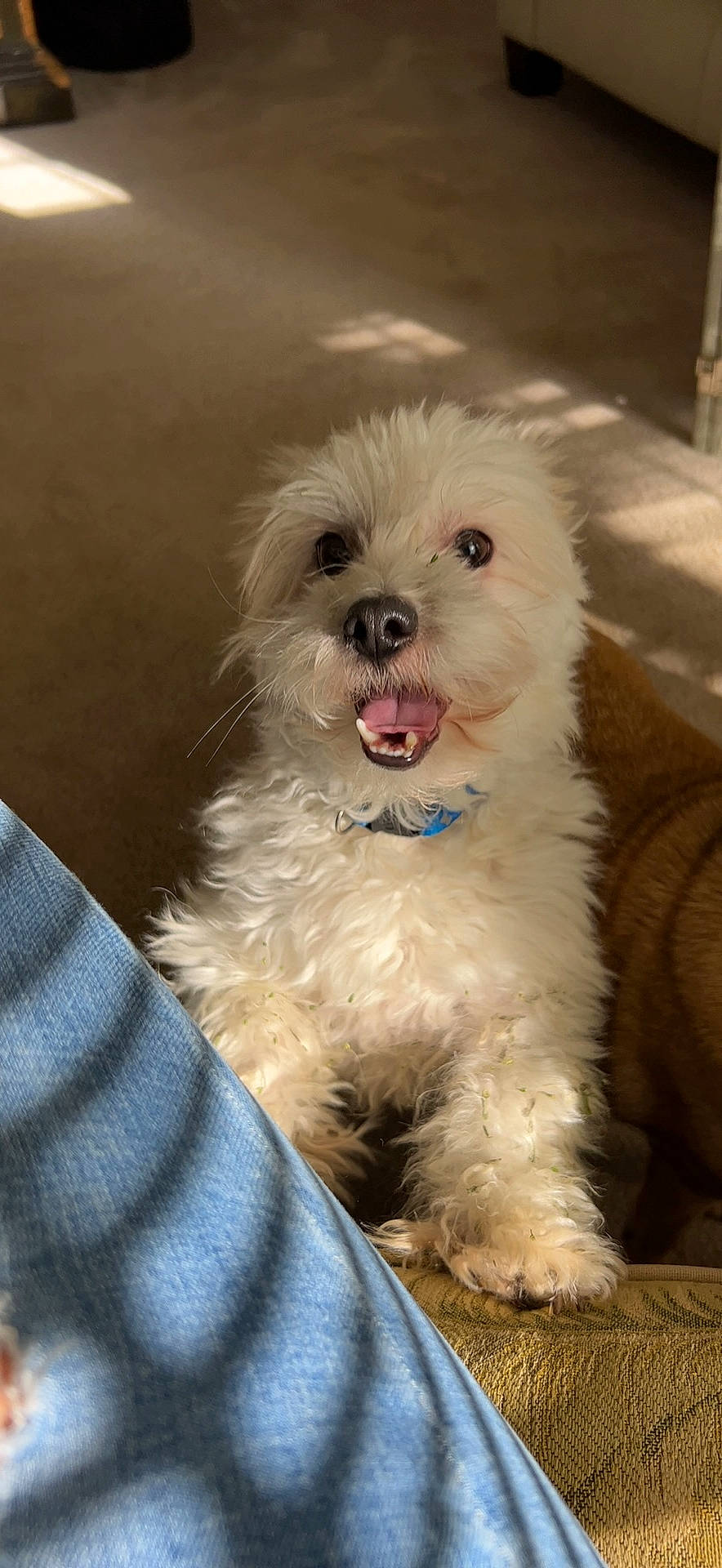 Chip joined the competition — help win amazing prizes! canidae, carnivore, companion_dog, dog, dog_breed, dog_supply, fur, maltepoo, non_sporting_group, small_terrier, snout, sporting_group, terrestrial_animal, terrier, toy_dog, water_dog, working_animal, yorkipoo