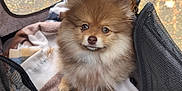 King Louie is registered to the contest to win money with this photo: dog, puppy, fluffy, stroller, blanket, plush_toy, pet, cute, outdoor, mesh, zipper, fabric, small_dog, brown_dog, looking_up, cozy, fur, animal, pet_accessory, leash