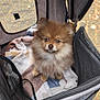 dog, puppy, fluffy, stroller, blanket, plush_toy, pet, cute, outdoor, mesh, zipper, fabric, small_dog, brown_dog, looking_up, cozy, fur, animal, pet_accessory, leash