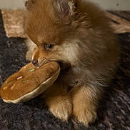 King Louie is registered to the contest to win money with this photo: puppy, dog, toy, plush, donut, carpet, indoor, cute, fluffy, small, animal, pet, brown, fur, sitting, closeup, playful, young, adorable, nose