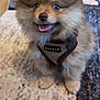 King Louie is registered to the contest to win money with this photo: puppy, dog, pomeranian, fluffy, pet, indoor, harness, tongue_out, cute, small_dog, animal, fur, carpet, smiling, domestic_animal, pet_accessory, happy, sitting, canine, closeup