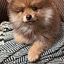 King Louie is registered to the contest to win money with this photo: dog, puppy, pomeranian, fluffy, cute, pet, animal, indoor, blanket, chair, furniture, cozy, small, fur, looking, portrait, domestic_animal, companion, adorable, closeup