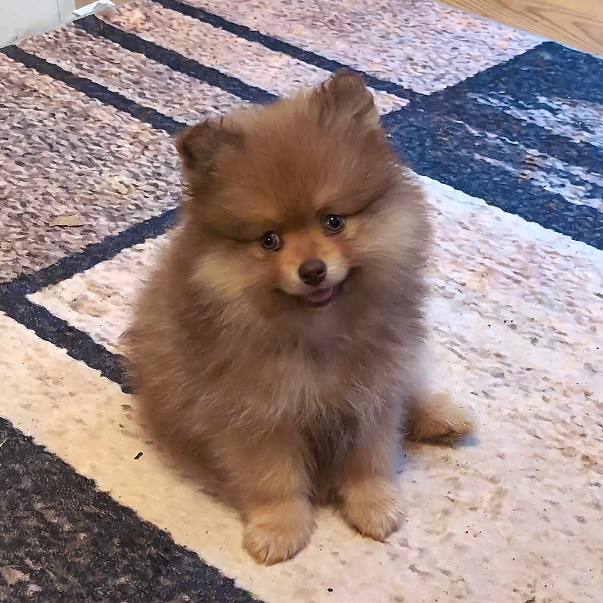 King Louie is registered to the contest to win money with this photo: adorable, animal, carpet, companion, cute, cute_pet, dog, domestic, eyes, fluffy, fur, indoor, pattern, pet, pomeranian, puppy, sitting, small, tongue, young