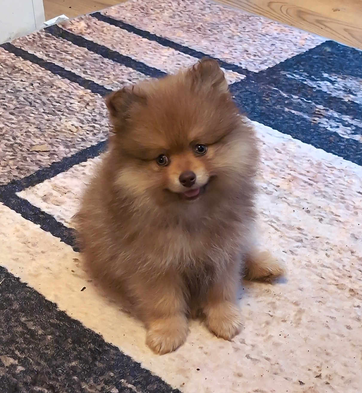 King Louie is registered to the contest to win money with this photo: puppy, dog, pomeranian, fluffy, cute, indoor, carpet, pattern, pet, animal, small, fur, sitting, adorable, eyes, tongue, young, companion, domestic, cute_pet
