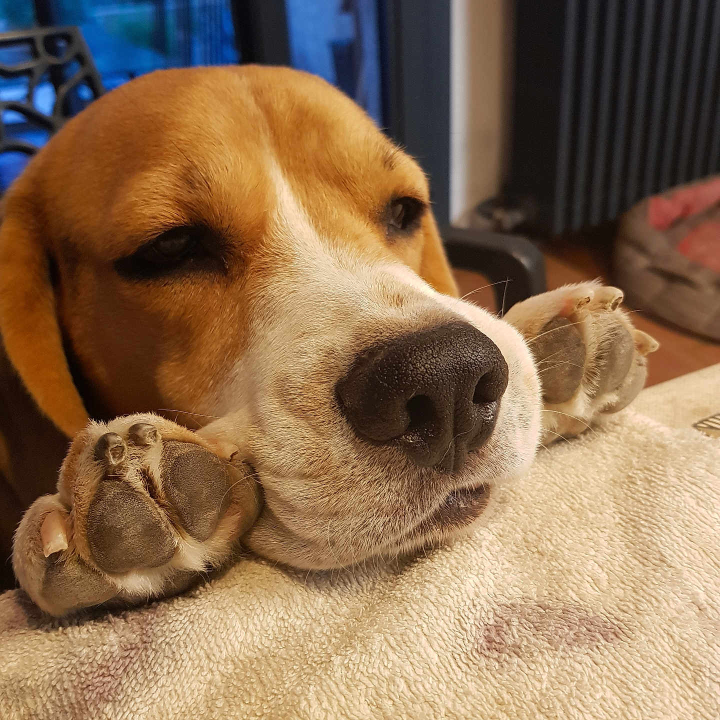 Oscar participe au concours pour gagner de l'argent avec cette photo : animal, blanket, brown, closeup, comfort, cozy, cute, dog, fur, home, indoor, nose, paw, pet, relaxed, resting, snout, soft, tired, white