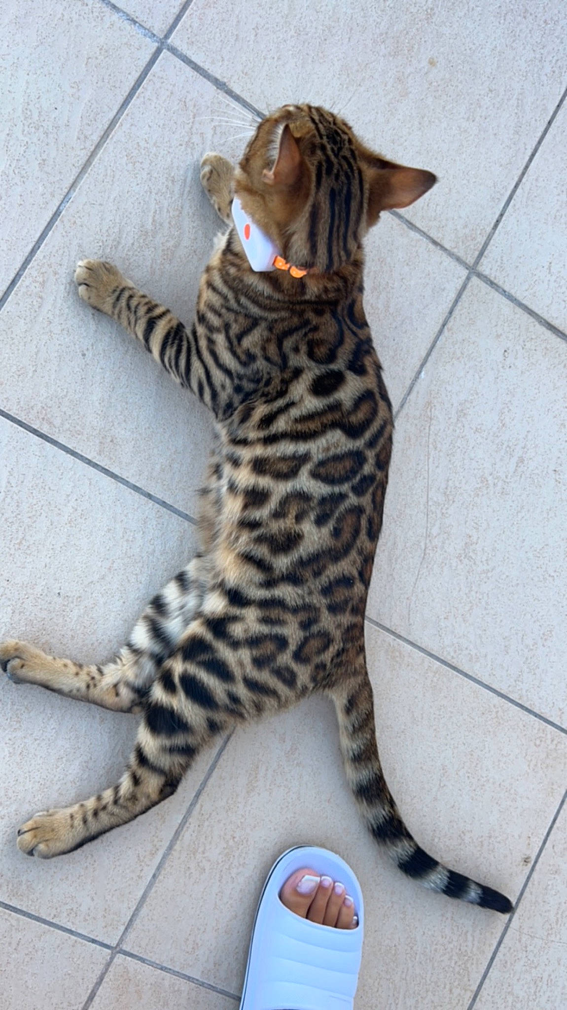 Gohan participe au concours pour gagner de l'argent avec cette photo : big_cats, carnivore, cat, claw, domestic_short_haired_cat, fawn, felidae, flooring, foot, fur, human_leg, pattern, paw, sitting, small_to_medium_sized_cats, snout, tail, terrestrial_animal, toy, whiskers