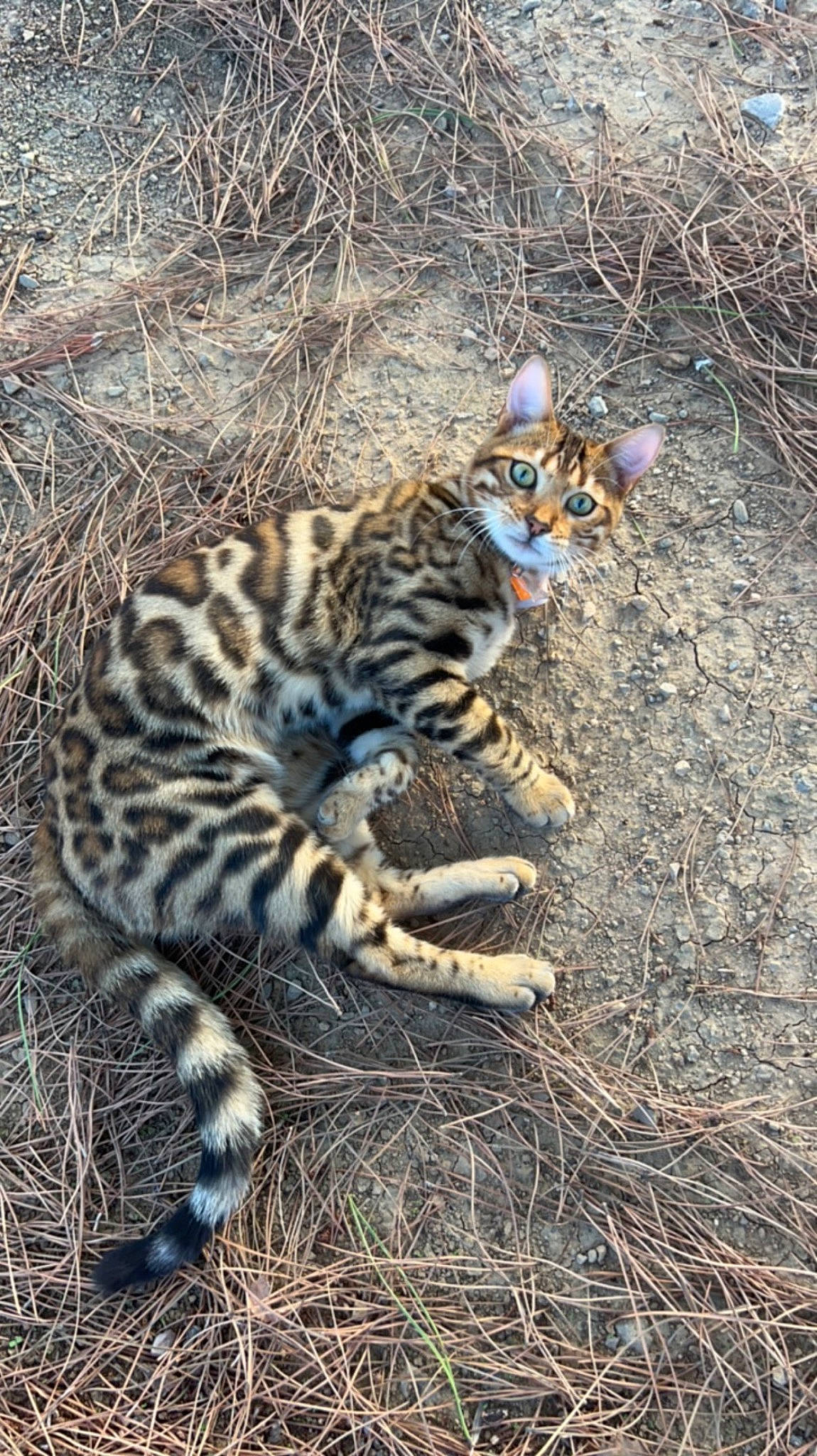 Gohan participe au concours pour gagner de l'argent avec cette photo : big_cats, carnivore, cat, claw, fawn, felidae, fur, grass, ocelot, plant, small_to_medium_sized_cats, snout, soil, tail, terrestrial_animal, tree, trunk, whiskers, wildlife, wood