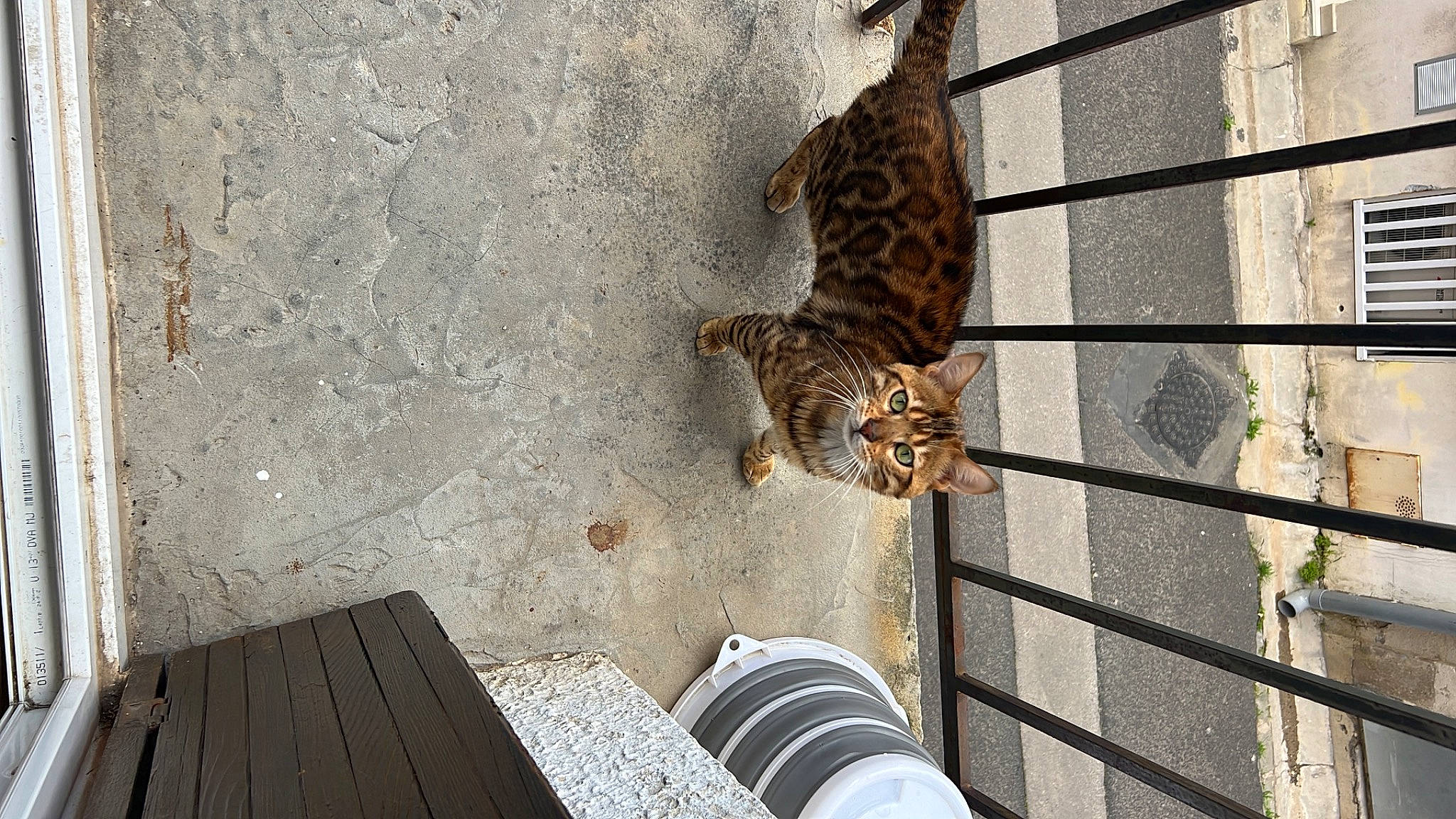 Gohan participe au concours pour gagner de l'argent avec cette photo : beak, big_cats, boot, brickwork, domestic_short_haired_cat, fawn, felidae, flooring, fur, metal, outdoor_shoe, pattern, reptile, shadow, small_to_medium_sized_cats, soil, tail, terrestrial_animal, wildlife, wood