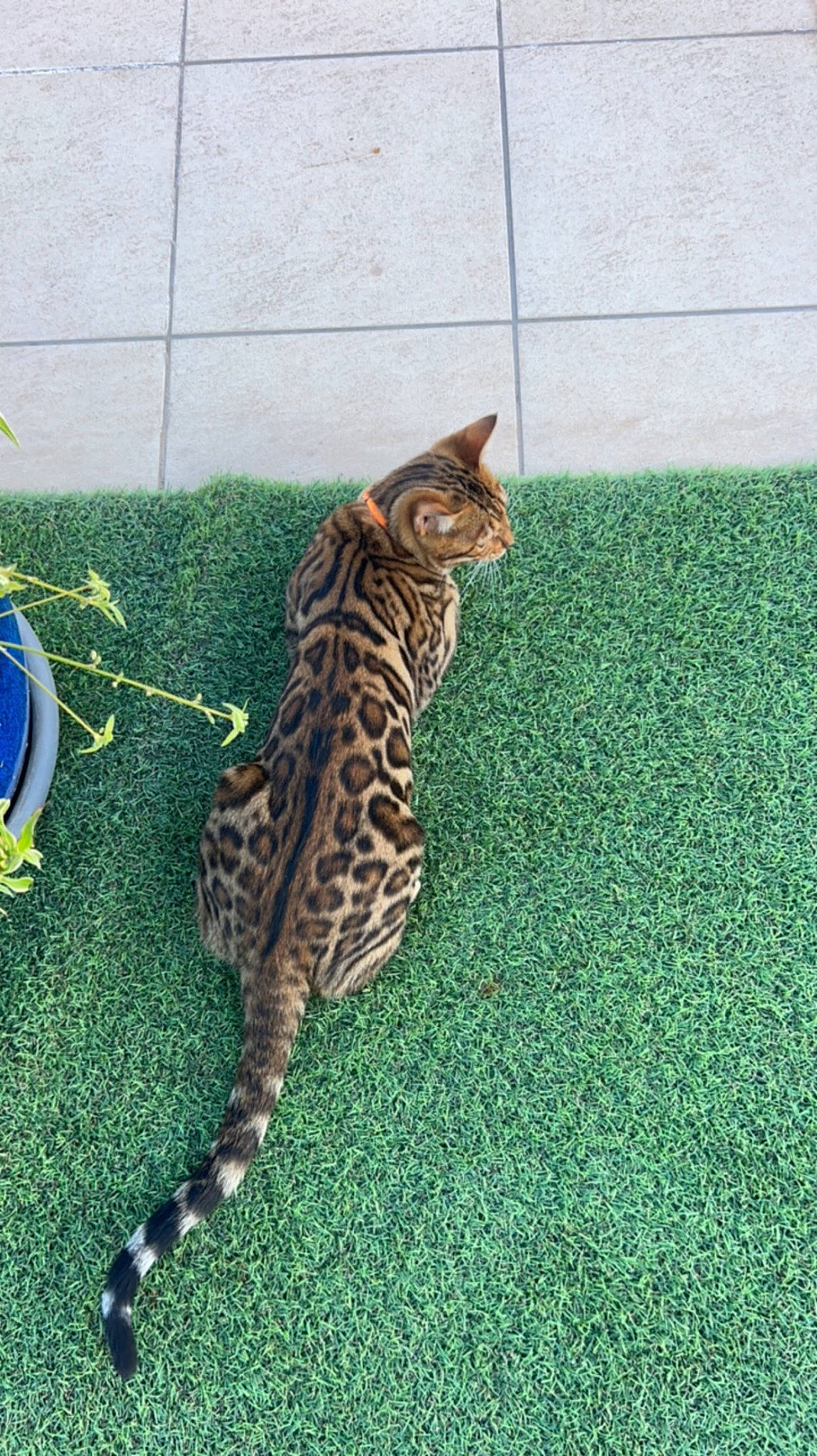 Gohan participe au concours pour gagner de l'argent avec cette photo : big_cats, carnivore, cat, claw, domestic_short_haired_cat, felidae, flooring, fur, grass, small_to_medium_sized_cats, tail, terrestrial_animal, whiskers, wildlife