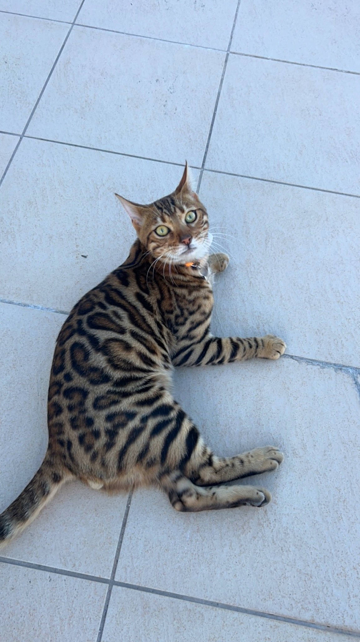 Gohan participe au concours pour gagner de l'argent avec cette photo : carnivore, cat, claw, domestic_short_haired_cat, fawn, felidae, foot, fur, paw, sitting, small_to_medium_sized_cats, tail, terrestrial_animal, whiskers, wildlife