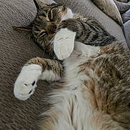 Donny is registered to the contest to win money with this photo: cat, tabby, pet, feline, couch, indoor, relaxed, fur, paw, whiskers, sleepy, cozy, home, resting, closeup, animal, cute, playful, soft, texture