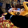 animal, bed, blanket, cat, clothing, collar, colorful, cozy, dog, domestic, furniture, household, indoor, lying_down, pet, relaxed, resting, snuggling, striped, warm