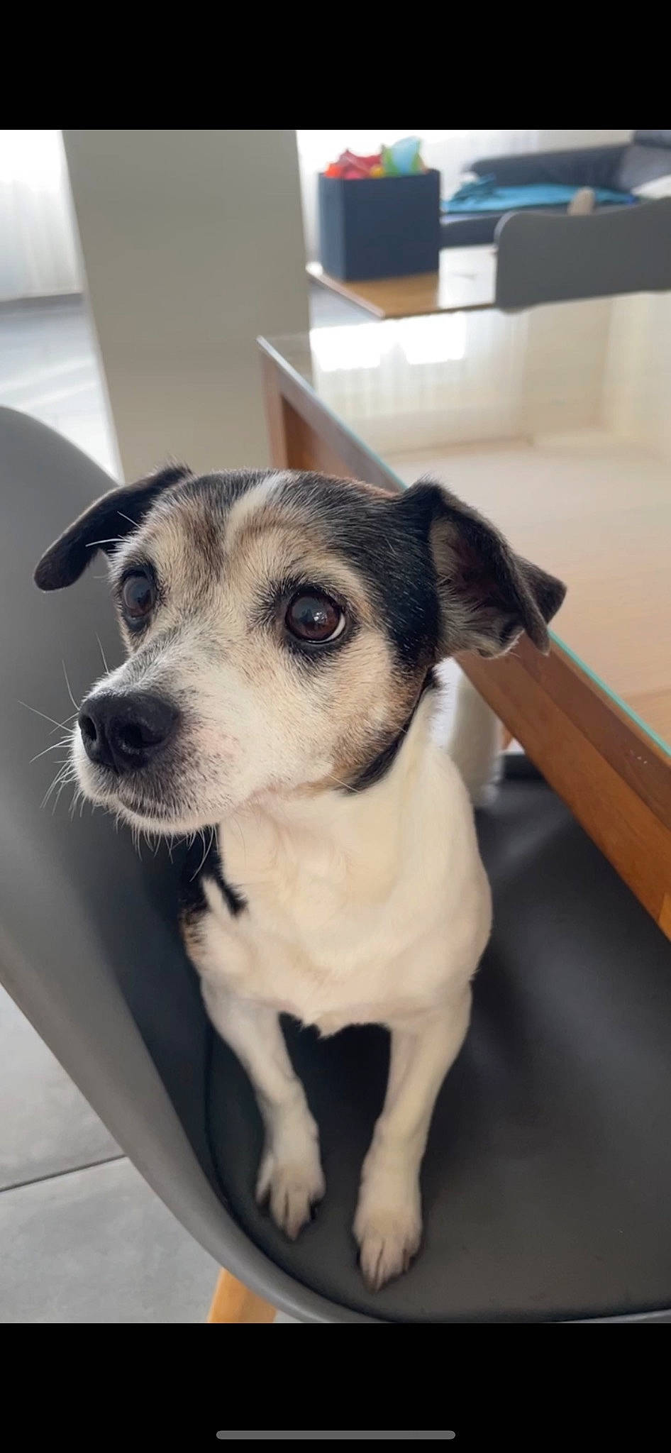 Léa a rejoint le concours — aidez-le/la à gagner de superbes lots ! canidae, carnivore, collar, companion_dog, dog, dog_breed, fawn, flooring, fur, metal, non_sporting_group, paw, pet_supply, snout, sporting_group, terrestrial_animal, whiskers, wood, working_animal