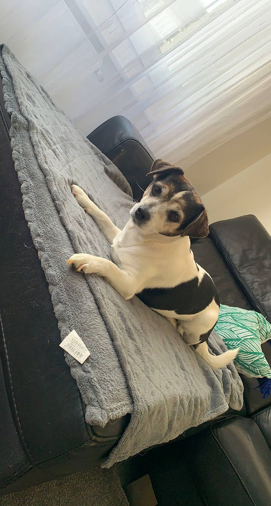 Léa participe au concours pour gagner de l'argent avec cette photo : canidae, carnivore, comfort, companion_dog, couch, dog, dog_breed, fawn, floor, flooring, foot, fur, grey, human_leg, knee, sitting, sporting_group, tail, thigh, wood