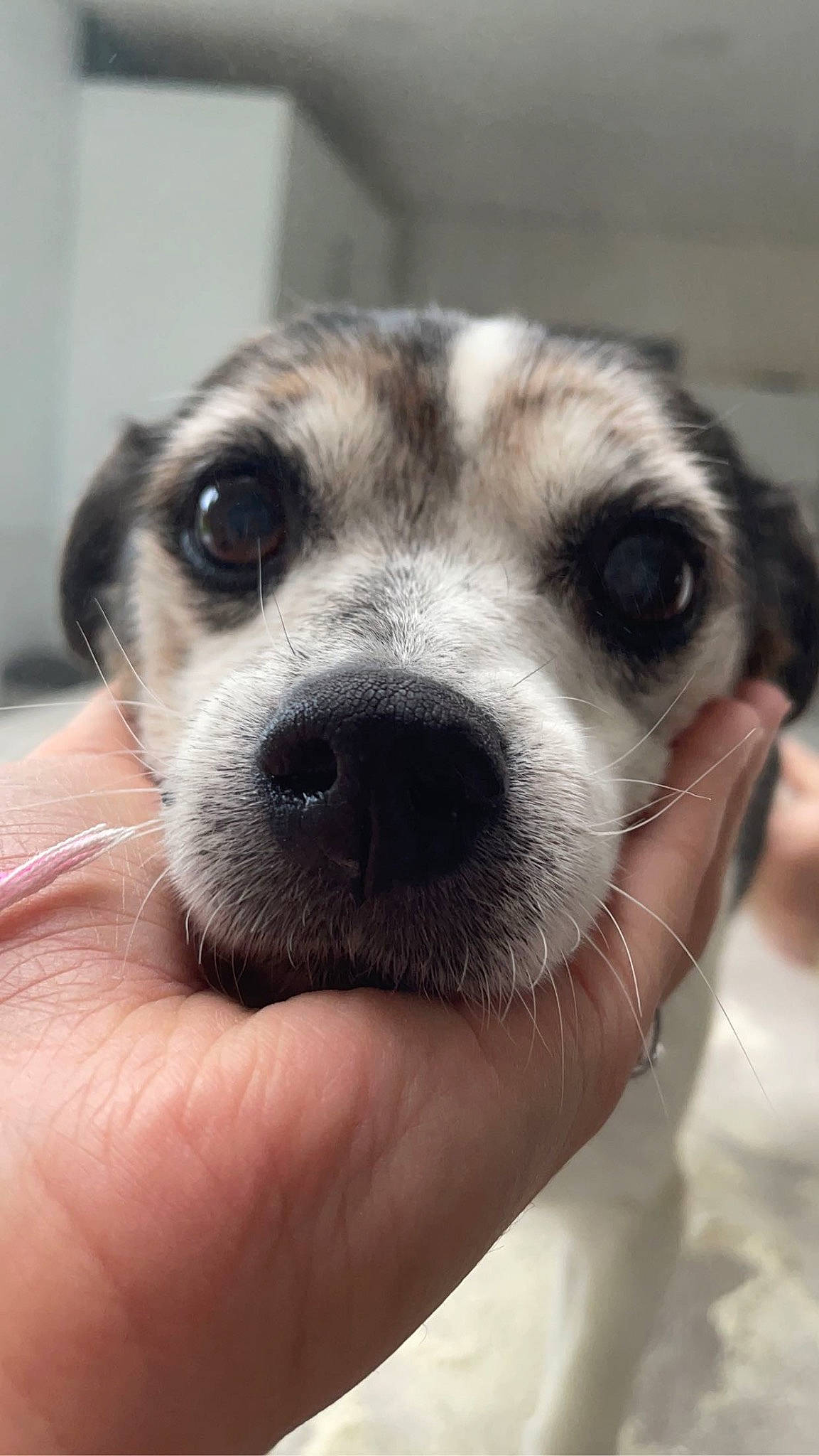 Léa a rejoint le concours — aidez-le/la à gagner de superbes lots ! canidae, carnivore, companion_dog, dog, dog_breed, eyelash, fur, paw, puppy, puppy_love, selfie, snout, sporting_group, street_dog, terrestrial_animal, whiskers, working_animal