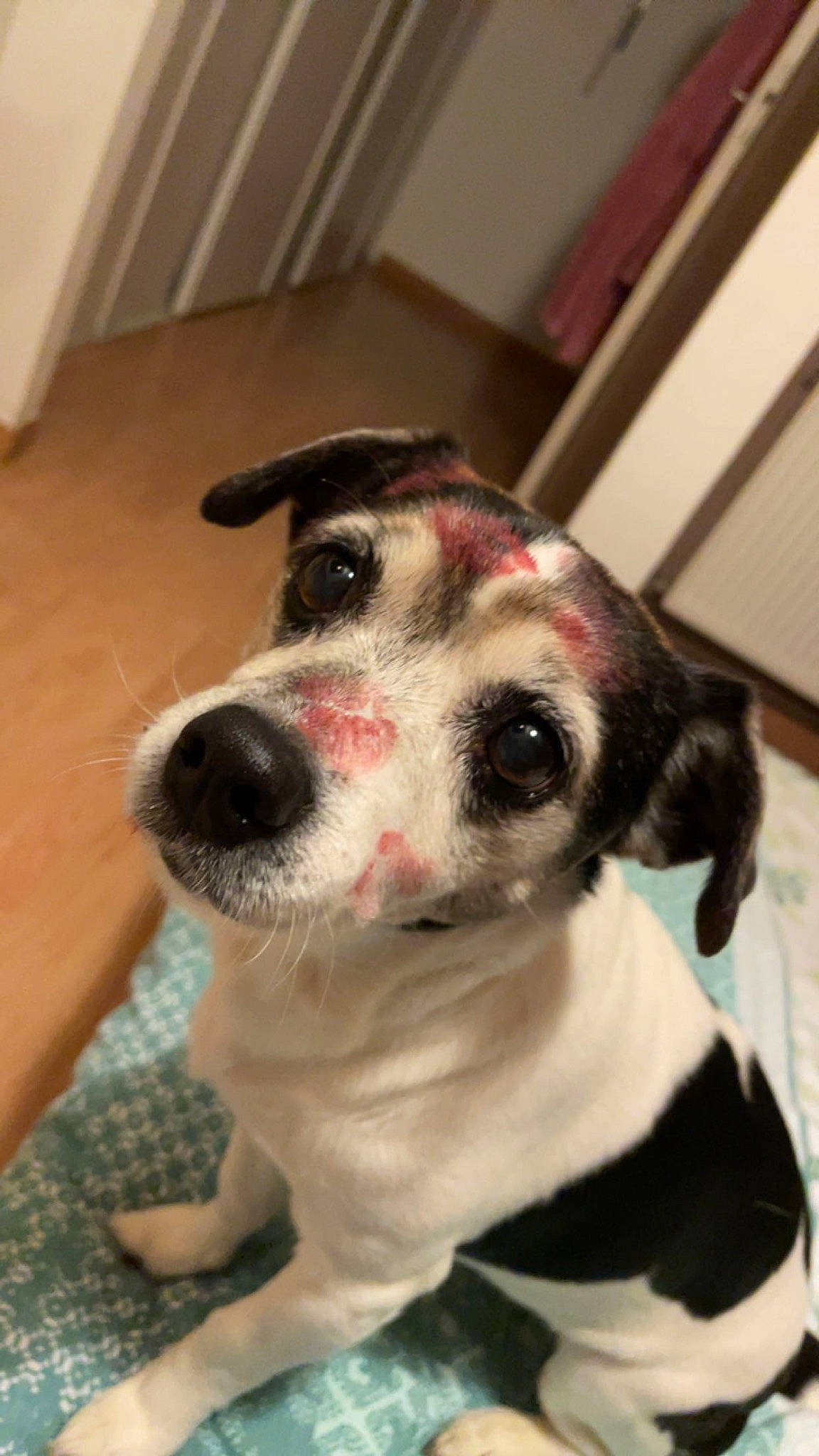 Léa participe au concours pour gagner de l'argent avec cette photo : canidae, carnivore, collar, companion_dog, dog, dog_breed, dog_collar, dog_supply, ear, fawn, fur, guard_dog, leash, pet_supply, puppy, snout, sporting_group, whiskers, working_animal, working_dog