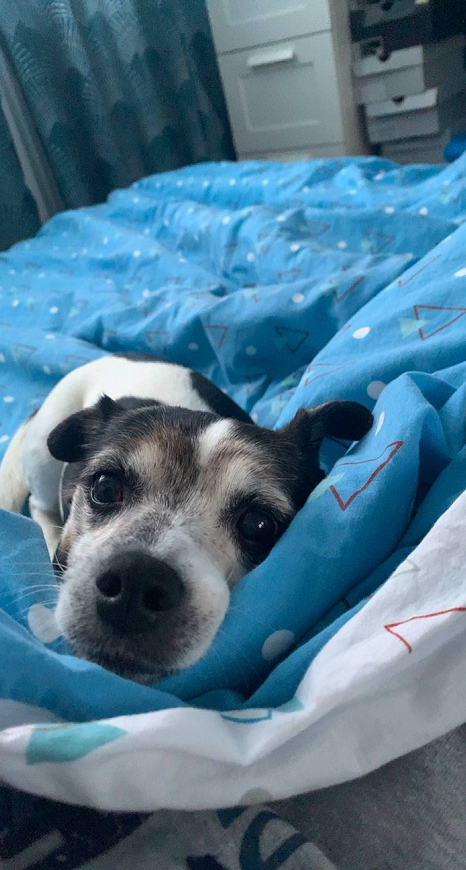 Léa participe au concours pour gagner de l'argent avec cette photo : carnivore, comfort, companion_dog, dog, dog_breed, dog_supply, fur, linens, non_sporting_group, paw, pet_supply, sporting_group, terrestrial_animal, whiskers, working_animal