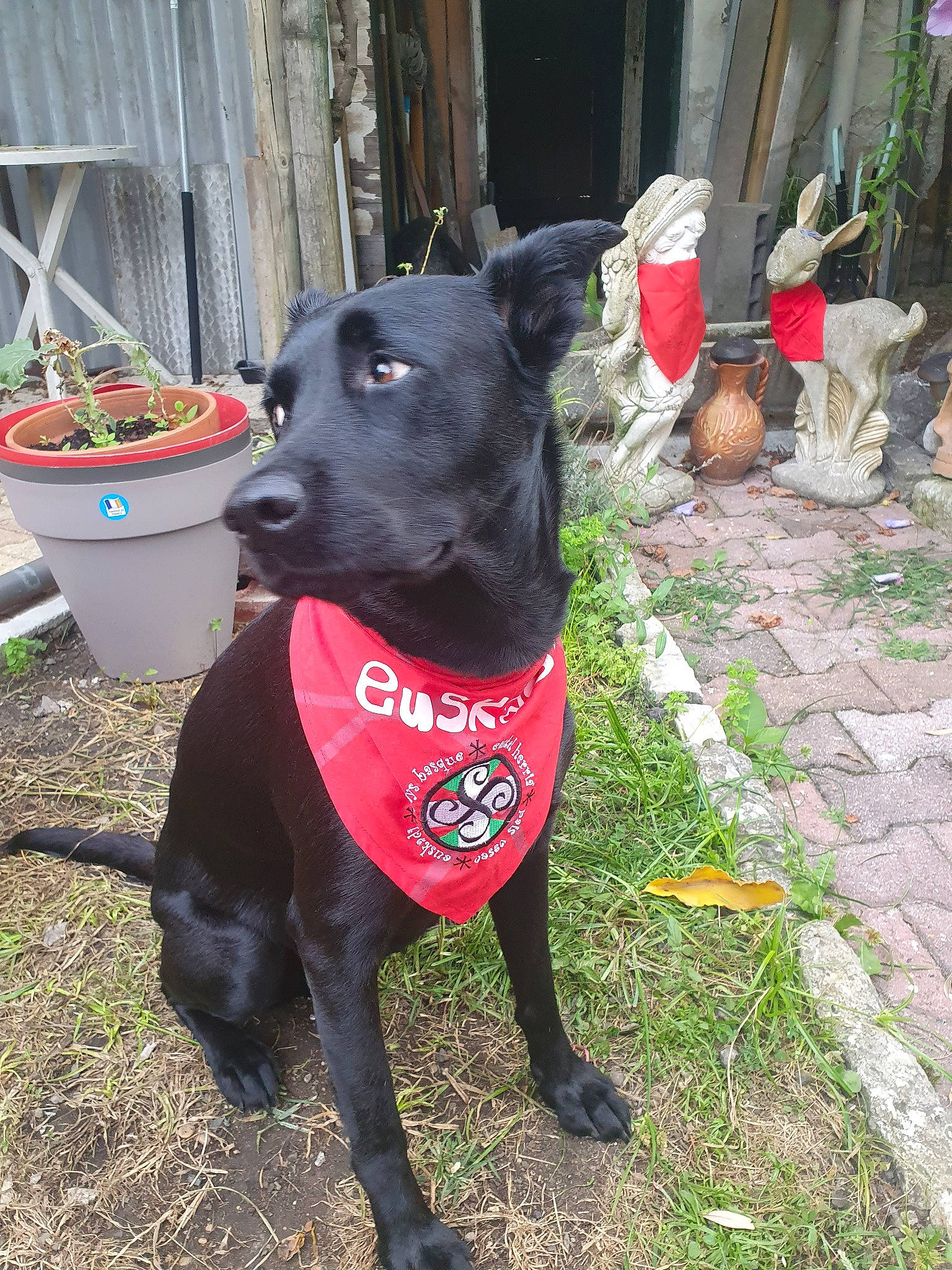 Pynky a rejoint le concours — aidez-le/la à gagner de superbes lots ! borador, carnivore, chair, collar, companion_dog, dog, dog_breed, dog_collar, dog_supply, fashion_accessory, fawn, flowerpot, houseplant, leash, personal_protective_equipment, pet_supply, plant, tail, whiskers, working_animal