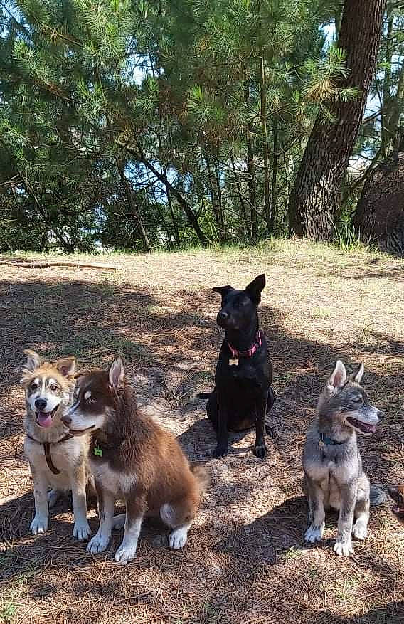 Pynky participe au concours pour gagner de l'argent avec cette photo : adventure, canidae, carnivore, companion_dog, dog, dog_breed, dog_hiking, east_european_shepherd, fawn, grass, herding_dog, leash, plant, shadow, soil, sporting_group, tail, tree, working_animal, working_dog