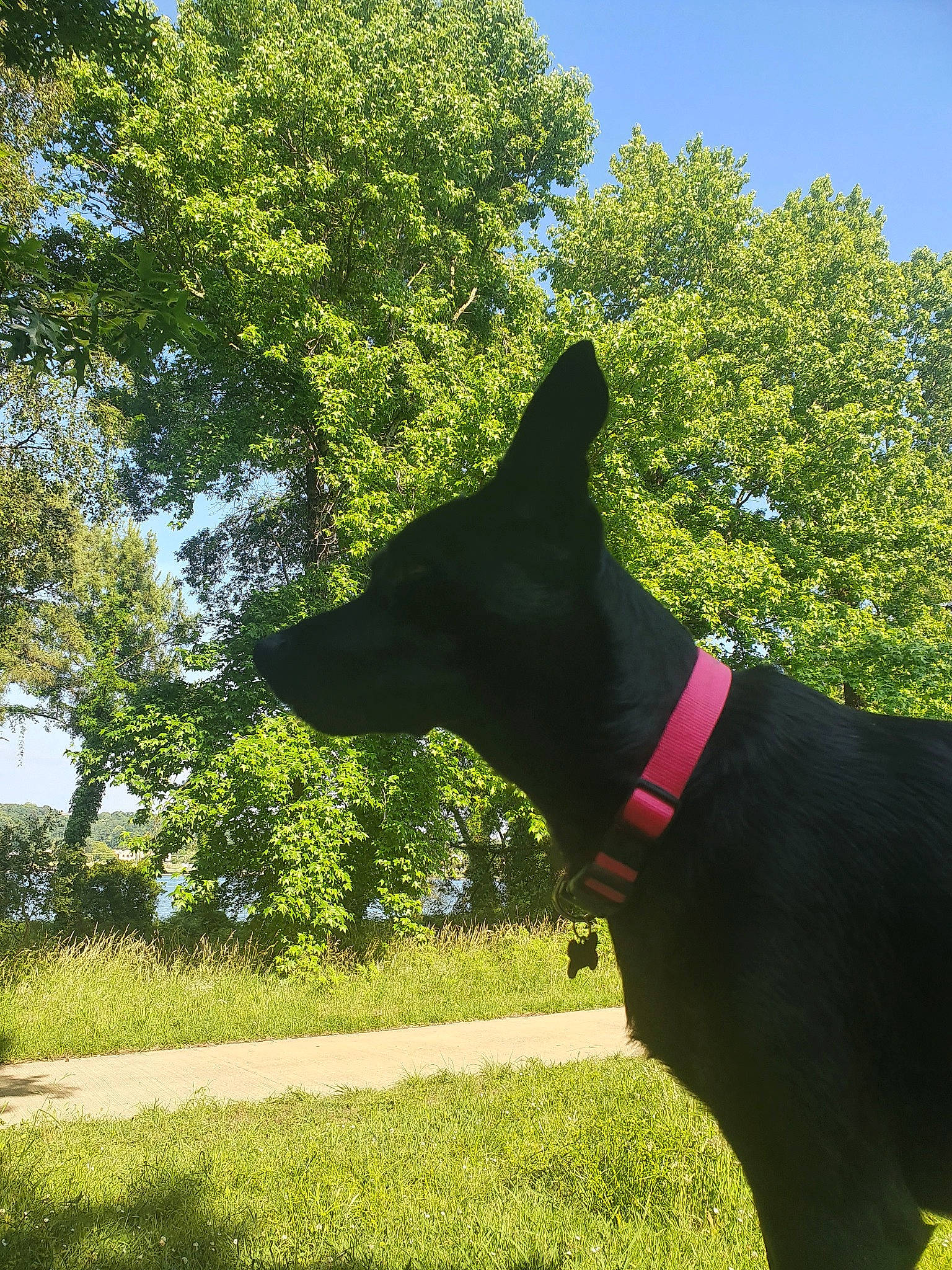 Pynky participe au concours pour gagner de l'argent avec cette photo : canidae, carnivore, collar, dog, dog_breed, dog_collar, fawn, grass, green, lawn, plant, shrub, sky, snout, sporting_group, tail, tints_and_shades, tree, window, working_animal