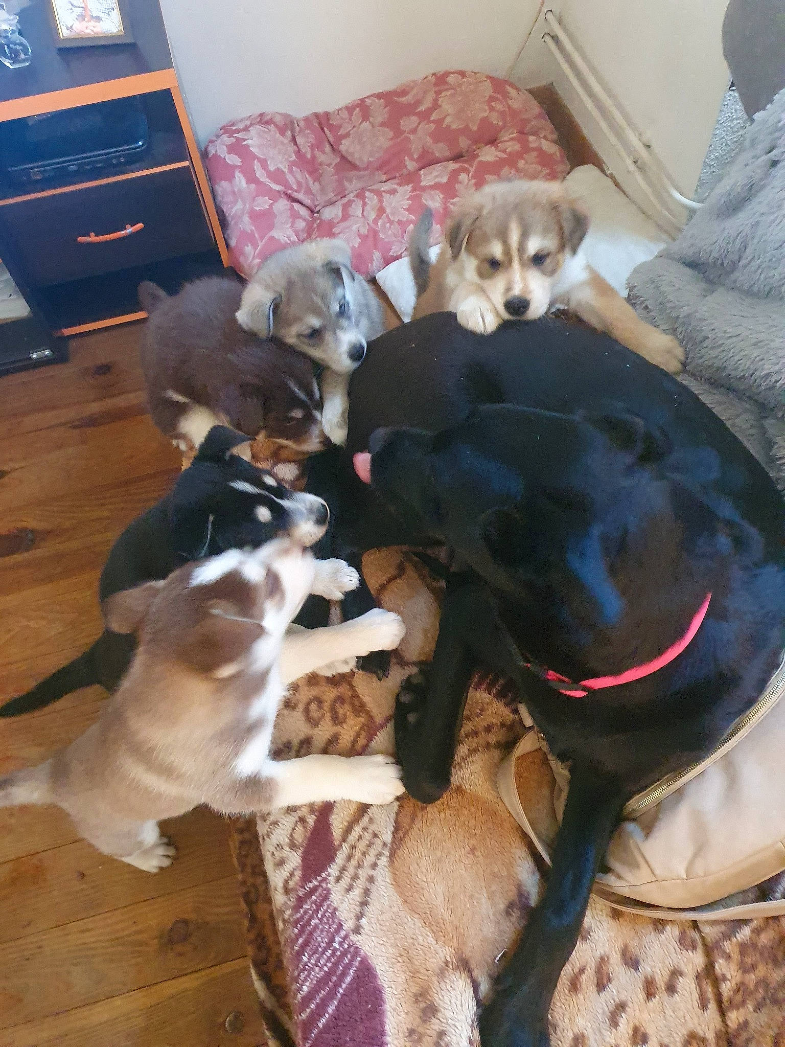 Pynky a rejoint le concours — aidez-le/la à gagner de superbes lots ! bookcase, canidae, carnivore, collar, comfort, companion_dog, couch, dog, dog_breed, dog_supply, fawn, flooring, fur, hardwood, mammal, picture_frame, sporting_group, television, vertebrate, working_animal