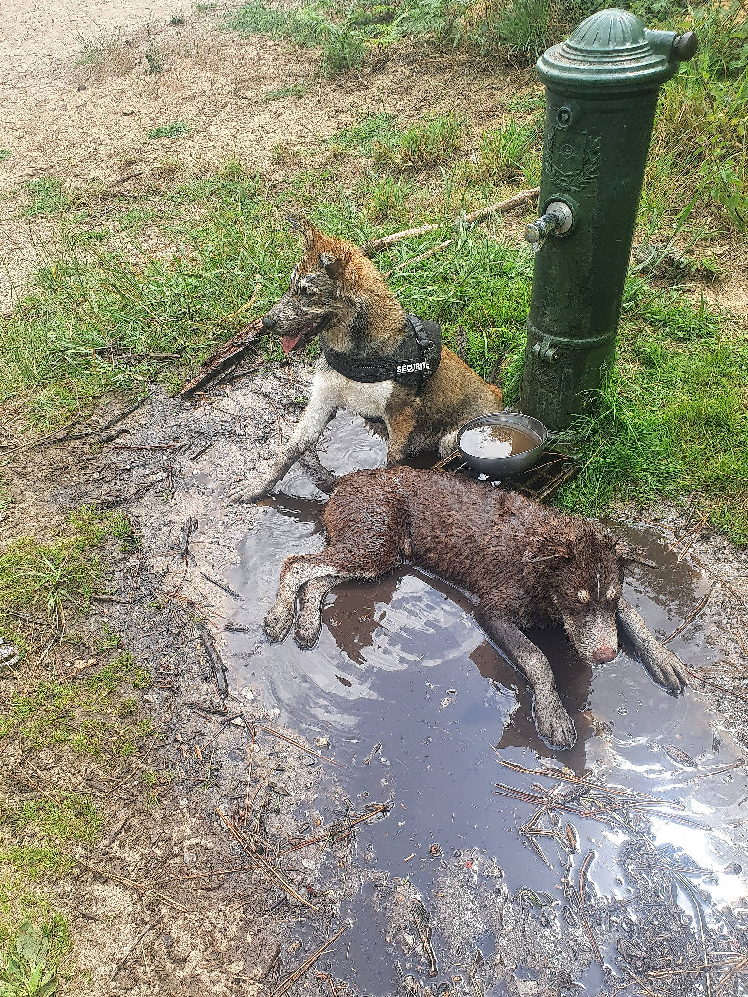 Rebel a rejoint le concours — aidez-le/la à gagner de superbes lots ! canidae, carnivore, companion_dog, dog_breed, drainage, fawn, felidae, grass, liver, mustelidae, plant, rodent, soil, sporting_group, tail, terrestrial_animal, trunk, water, wildlife, working_animal