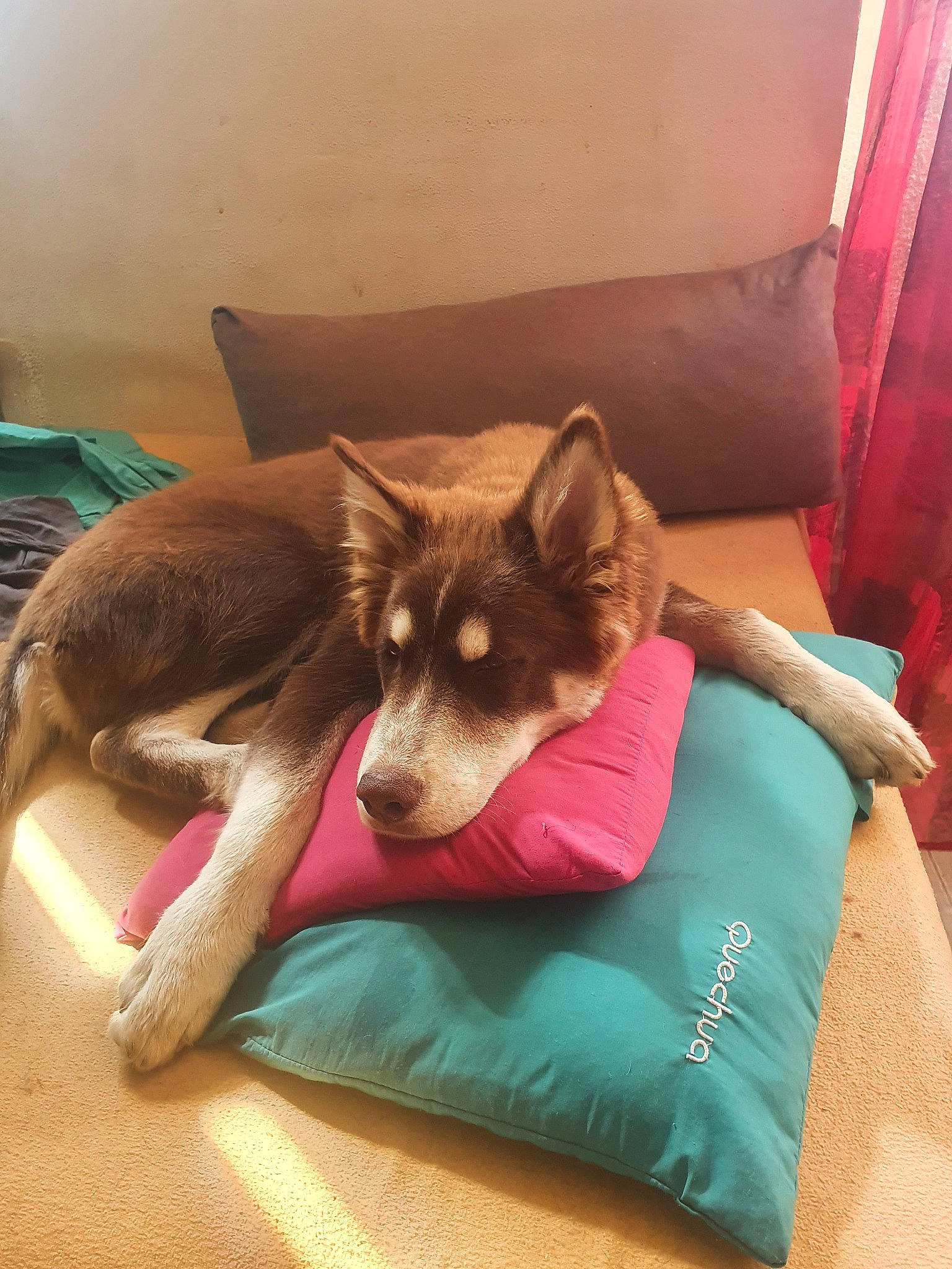 Rebel a rejoint le concours — aidez-le/la à gagner de superbes lots ! canidae, carnivore, comfort, companion_dog, couch, dog, dog_breed, dog_supply, fawn, felidae, flooring, fur, german_shepherd_dog, linens, living_room, nap, room, small_to_medium_sized_cats, sporting_group, working_animal