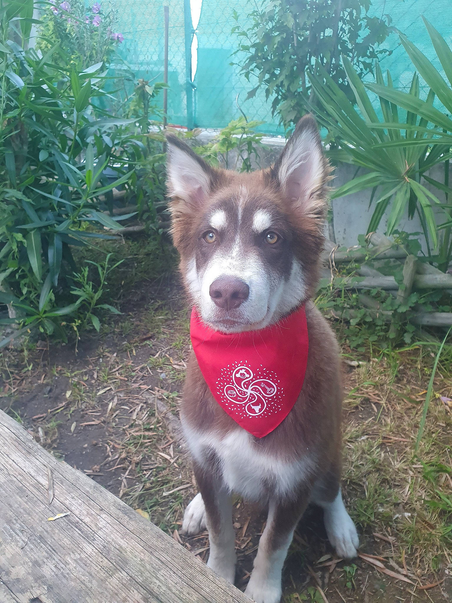 Rebel a rejoint le concours — aidez-le/la à gagner de superbes lots ! canidae, carnivore, companion_dog, dog, dog_breed, dog_supply, fur, grass, herding_dog, non_sporting_group, palm_tree, paw, plant, snout, sporting_group, tail, whiskers, working_animal, working_dog