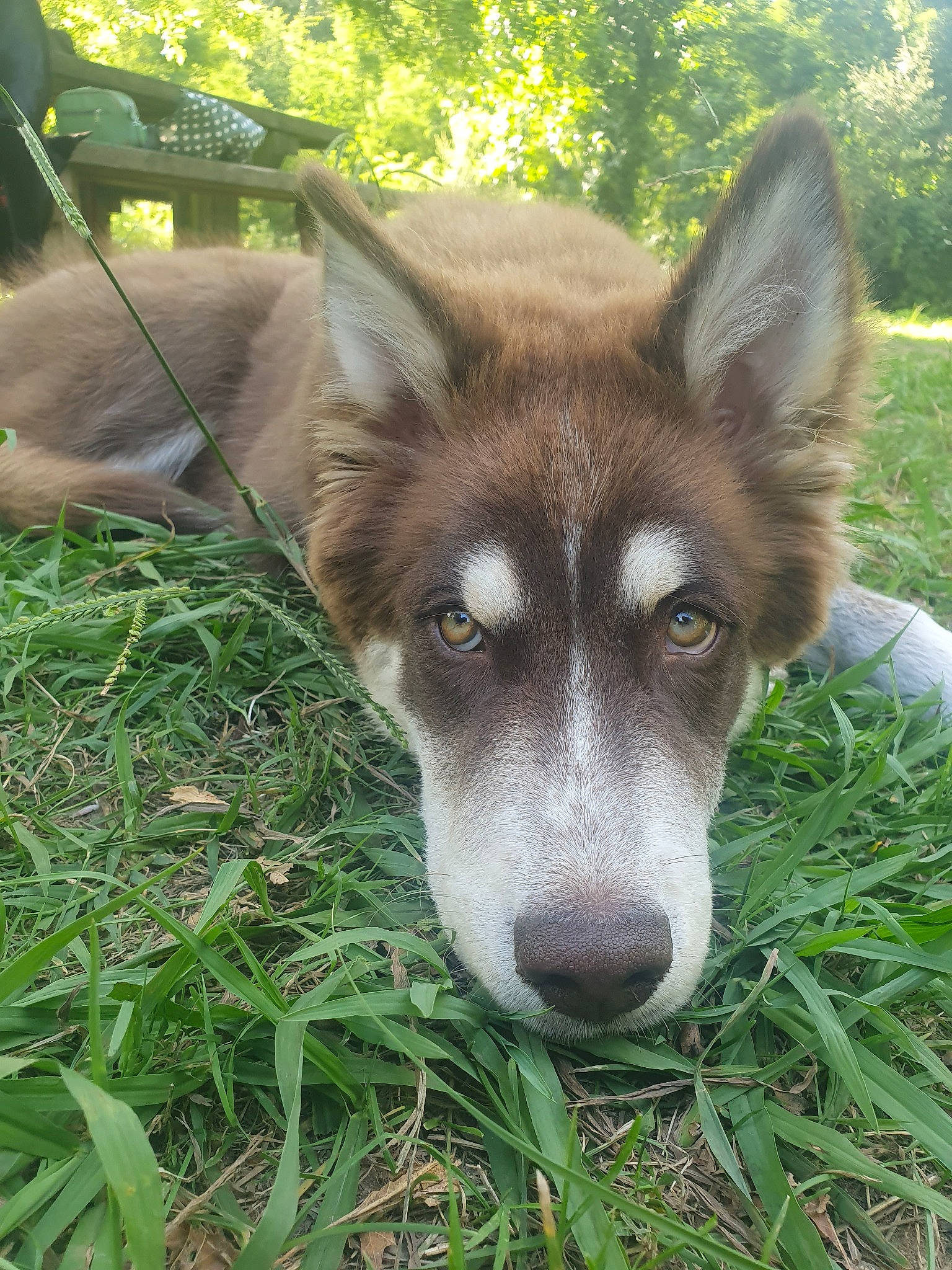 Rebel a rejoint le concours — aidez-le/la à gagner de superbes lots ! canidae, canis, carnivore, companion_dog, dog, dog_breed, eye, fawn, fur, grass, jaw, plant, sled_dog, snout, sporting_group, terrestrial_animal, tree, whiskers, window, wolf