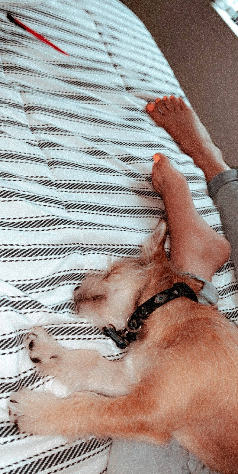 Whiskey joined the competition — help win amazing prizes! canidae, carnivore, cat, fawn, felidae, finger, hand, leg, nail, snout, sporting_group, whiskers