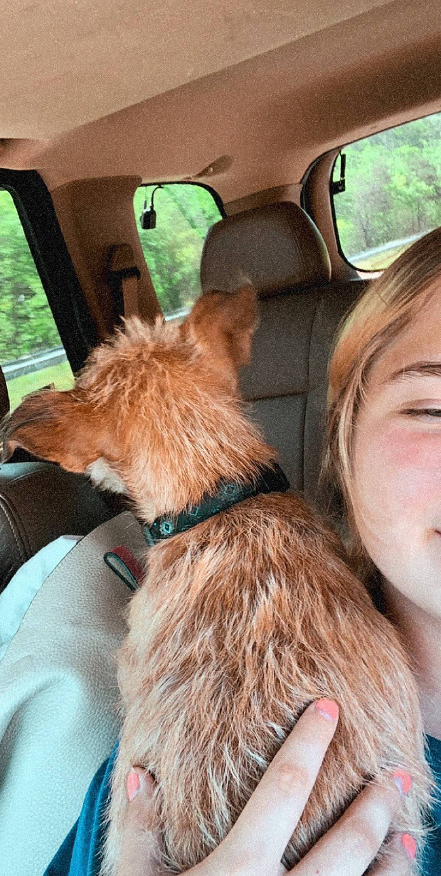 Whiskey is registered to the contest to win money with this photo: canidae, car, carnivore, companion_dog, dog, dog_breed, fawn, glasses, photography, selfie, sporting_group