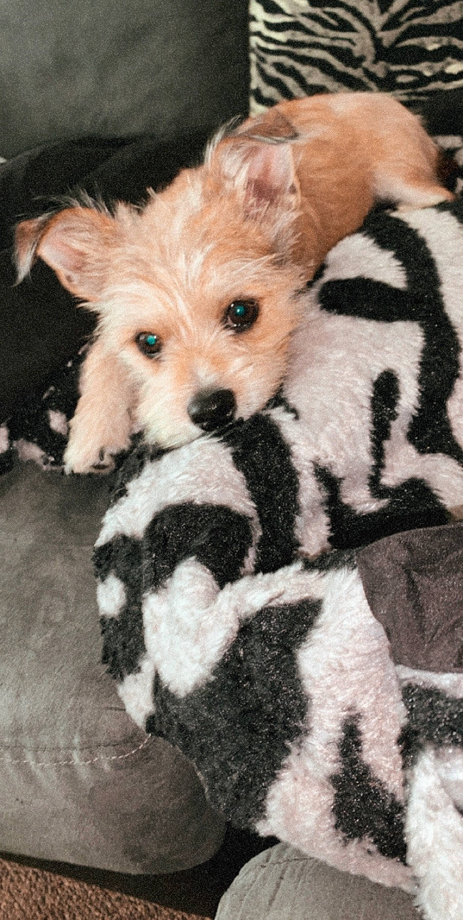 Whiskey joined the competition — help win amazing prizes! canidae, carnivore, companion_dog, dog, dog_breed, fox_terrier, fur, mammal, morkie, non_sporting_group, norwich_terrier, puppy, rare_breed_dog, schnoodle, terrier, toy_dog, wire_hair_fox_terrier