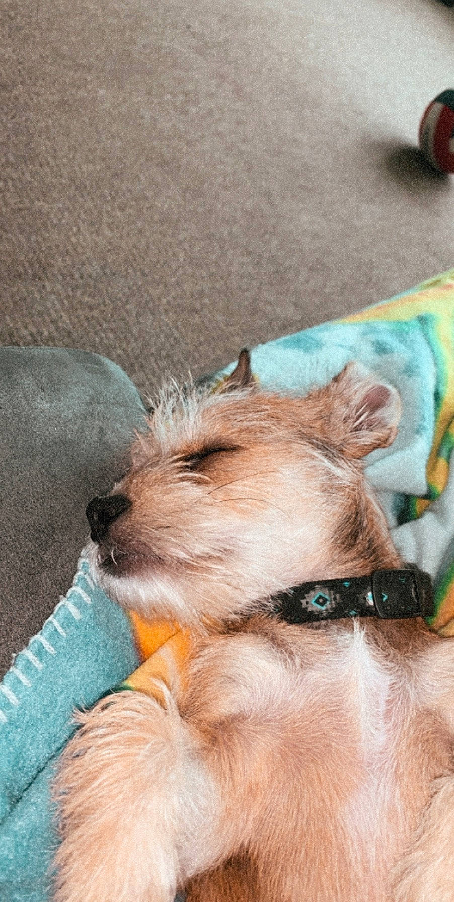 Whiskey is registered to the contest to win money with this photo: cairn_terrier, canidae, carnivore, companion_dog, dog, dog_breed, ear, miniature_schnauzer, morkie, puppy, snout, terrier, toy_dog, yorkshire_terrier