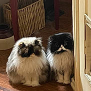 Stache. Minka joined the competition — help win amazing prizes! cat, fluffy, long_hair, indoor, wooden_floor, wicker_basket, furniture, pet, animal, cute, sitting, two_cats, curious, domestic, feline, cozy, soft_light, brown, black, white