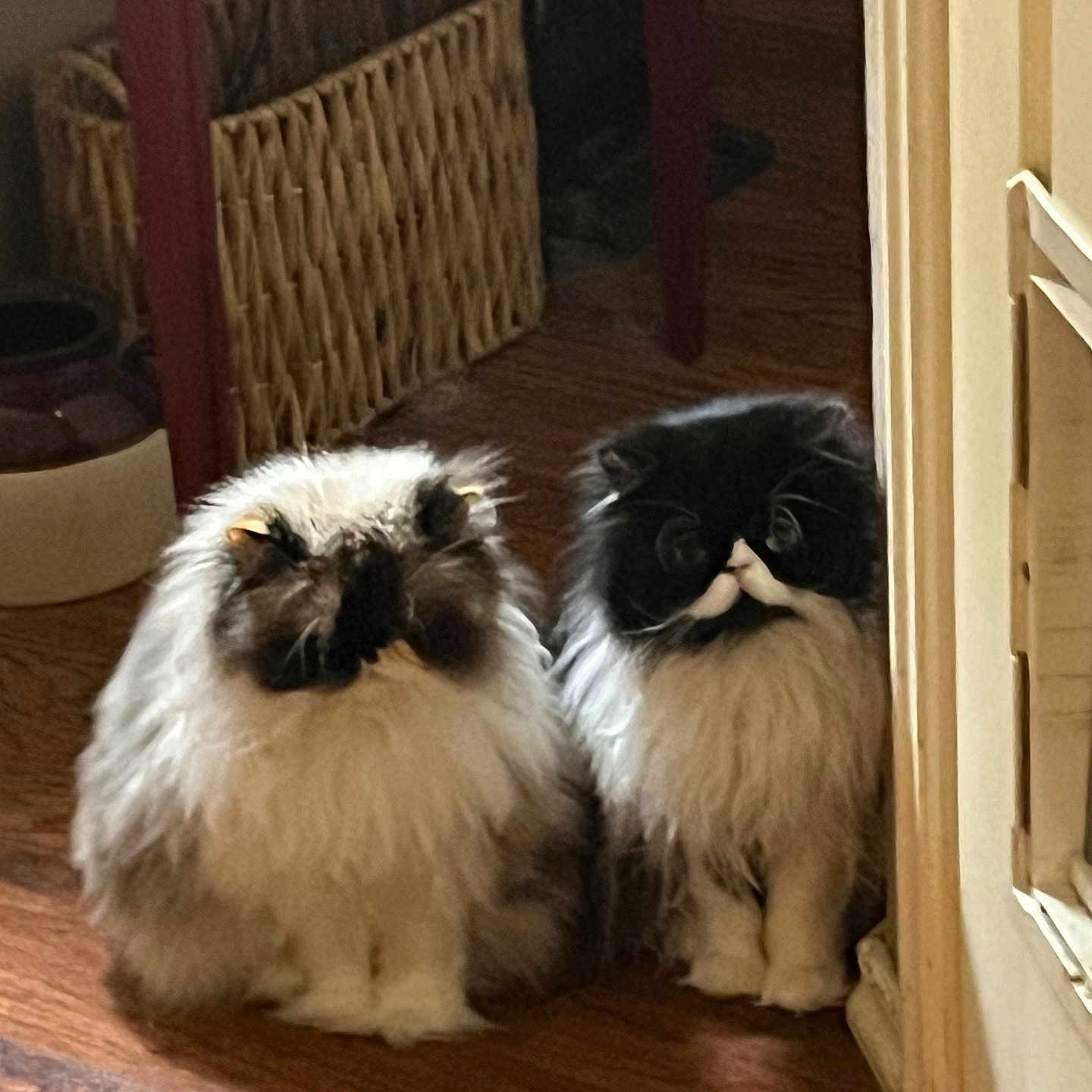 Stache. Minka joined the competition — help win amazing prizes! animal, black, brown, cat, cozy, curious, cute, domestic, feline, fluffy, furniture, indoor, long_hair, pet, sitting, soft_light, two_cats, white, wicker_basket, wooden_floor