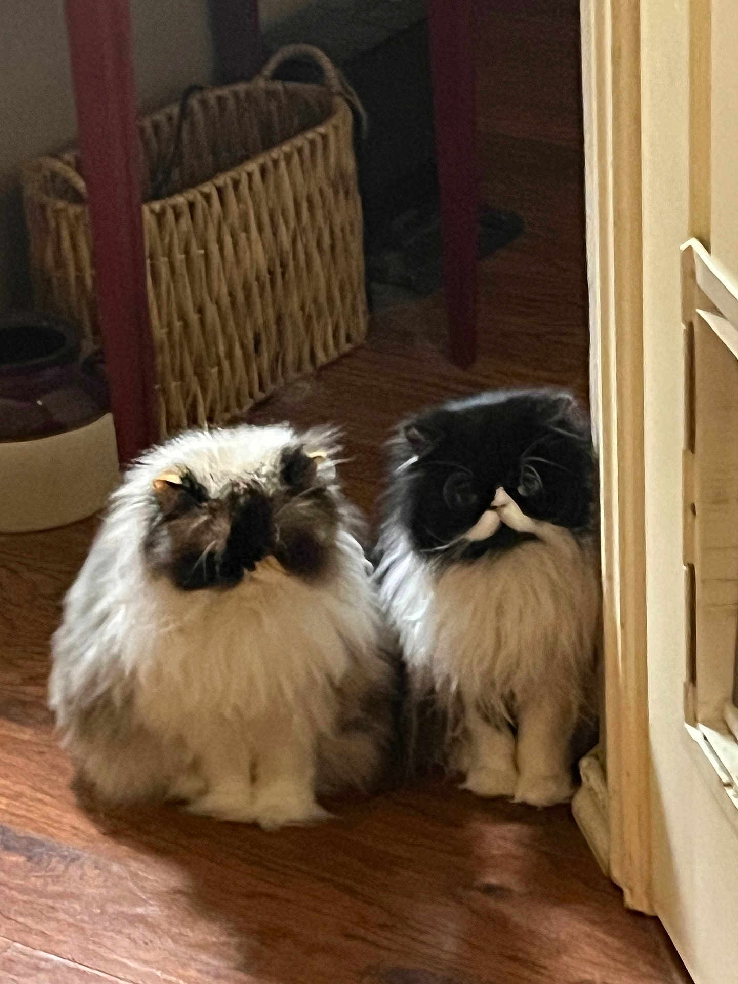 Stache. Minka joined the competition — help win amazing prizes! cat, fluffy, long_hair, indoor, wooden_floor, wicker_basket, furniture, pet, animal, cute, sitting, two_cats, curious, domestic, feline, cozy, soft_light, brown, black, white