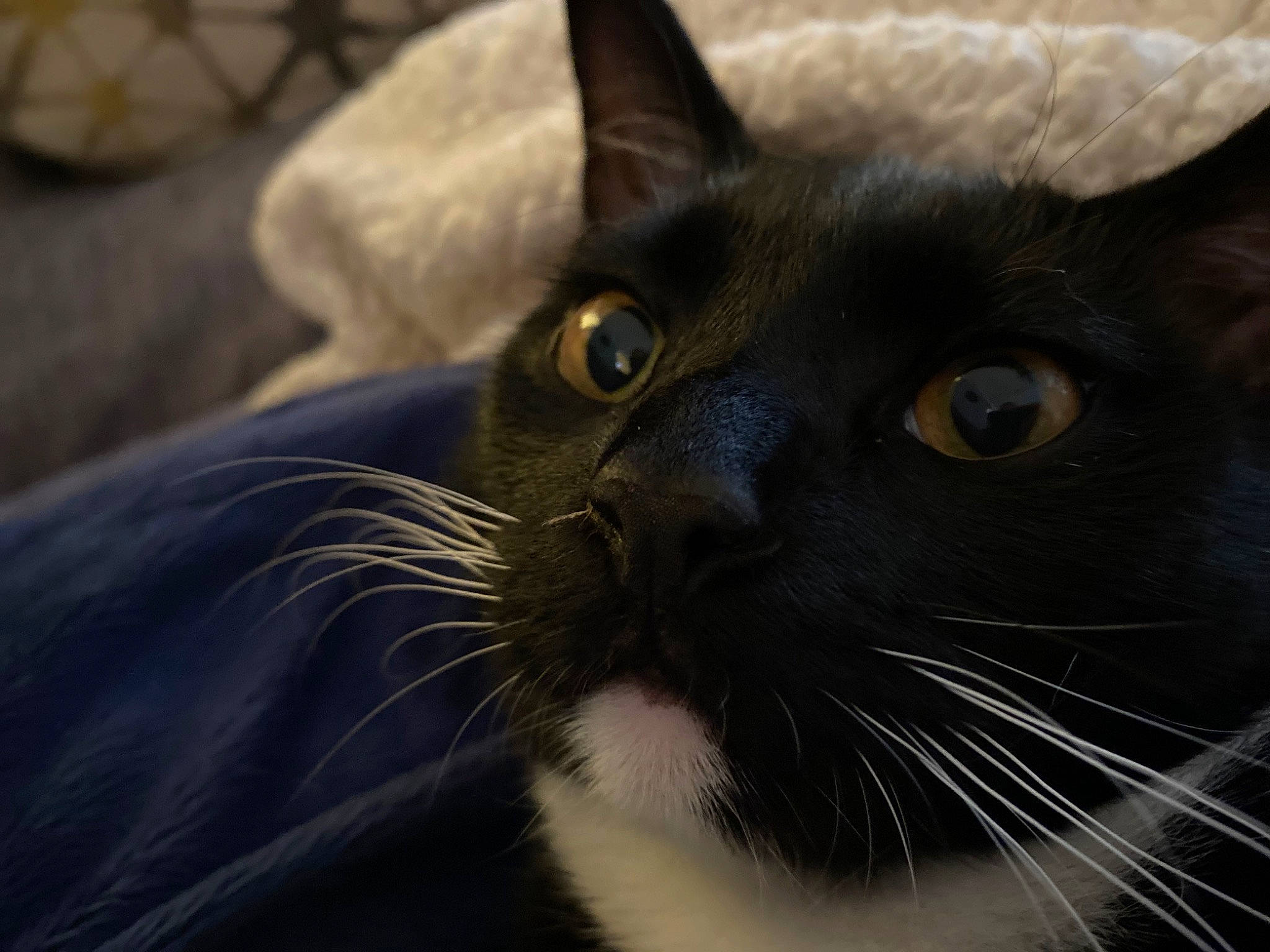 Bubs joined the competition — help win amazing prizes! black_and_white, black_cat, burmese, carnivore, cat, close_up, domestic_short_haired_cat, eye, felidae, fur, mammal, small_to_medium_sized_cats, snout, vertebrate, whiskers