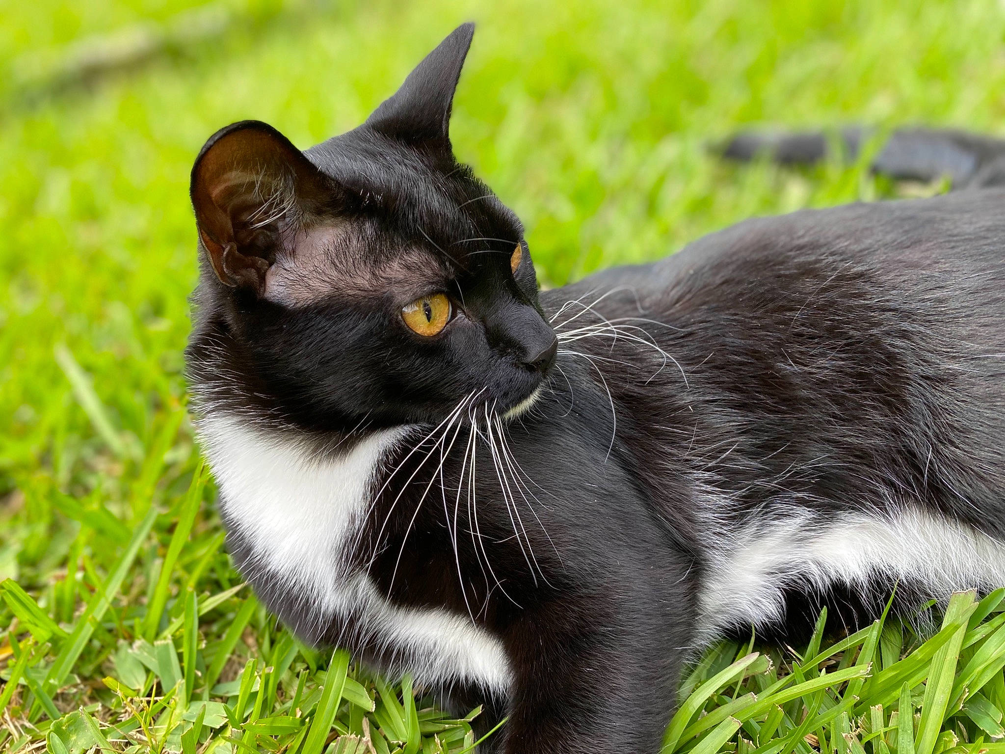 Bubs is registered to the contest to win money with this photo: black_cat, british_shorthair, burmese, carnivore, cat, domestic_short_haired_cat, european_shorthair, eye, felidae, fur, grass, kitten, lawn, mammal, organism, plant, polydactyl_cat, small_to_medium_sized_cats, snout, whiskers